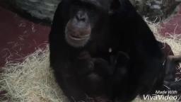 Little Baby chimpanzee 6 days old