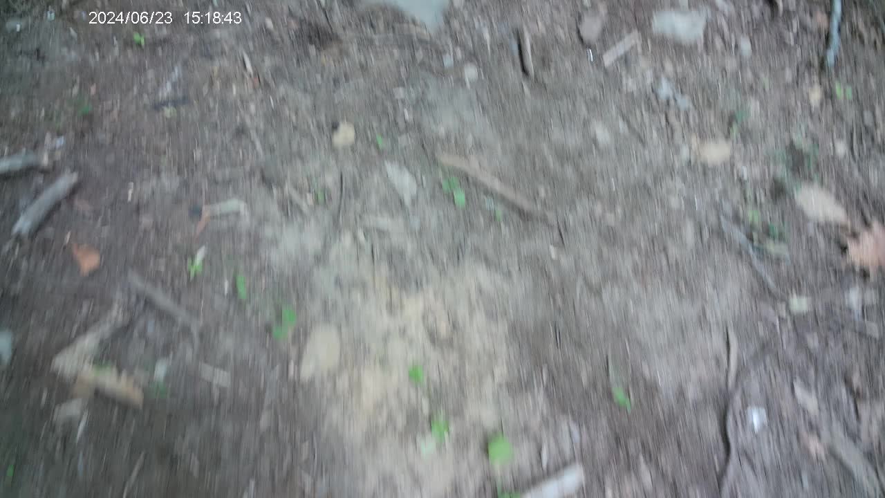 Exploring The Forests at Montreat, NC