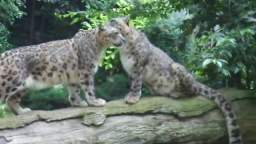 ZOO DI PASTRENGO leopardi delle nevi che amoreggiano sul tronco ^^