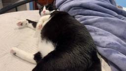 (Filler) Truman The Tuxedo Cat
