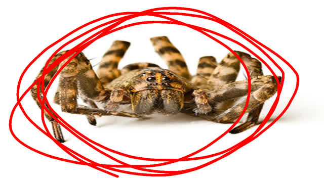 Giant @#$!*& Spider