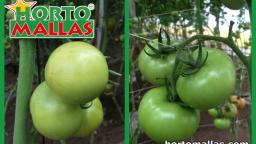 Como instalar una malla espaldera para entutorar tomates