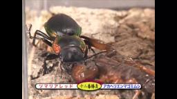 Japanese Bug Fights: Somali Red Scorpion vs. Red Edge Ground Beetle (S02E13)