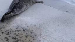 seal