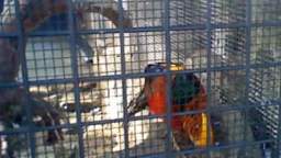 My Bird Video