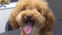 Perrito en la Peluqueria - (By Maverickano)-Argentina-HD