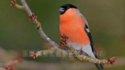 Bullfinch - Sealed with a Kiss 💖 Bullfinch - Sealed with a Kiss 💖