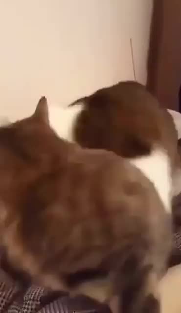 cat bites cat