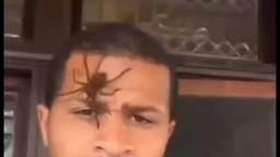 La araña se mete por un oído y sale por el del otro