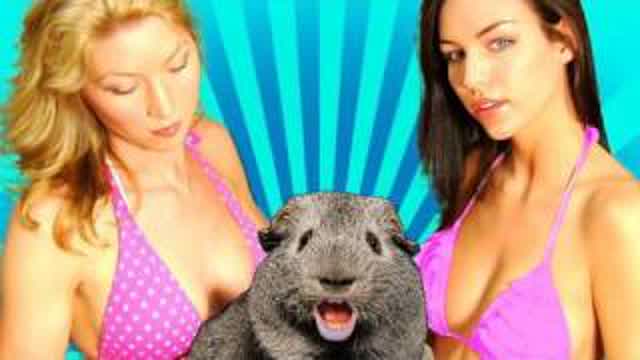 Charlie the Drunk Guinea Pig 2