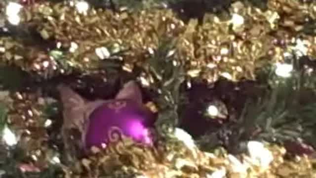 Kitten In A Christmas Tree
