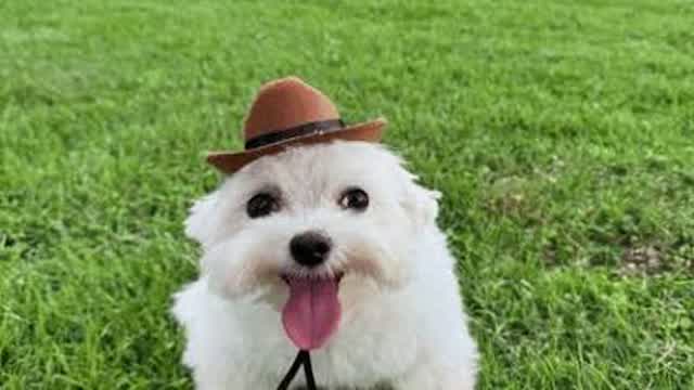 Milton la tostadora