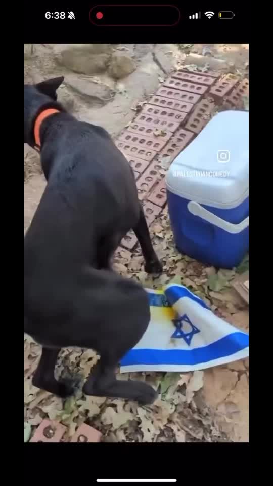 Dog Pees On Israel Flag