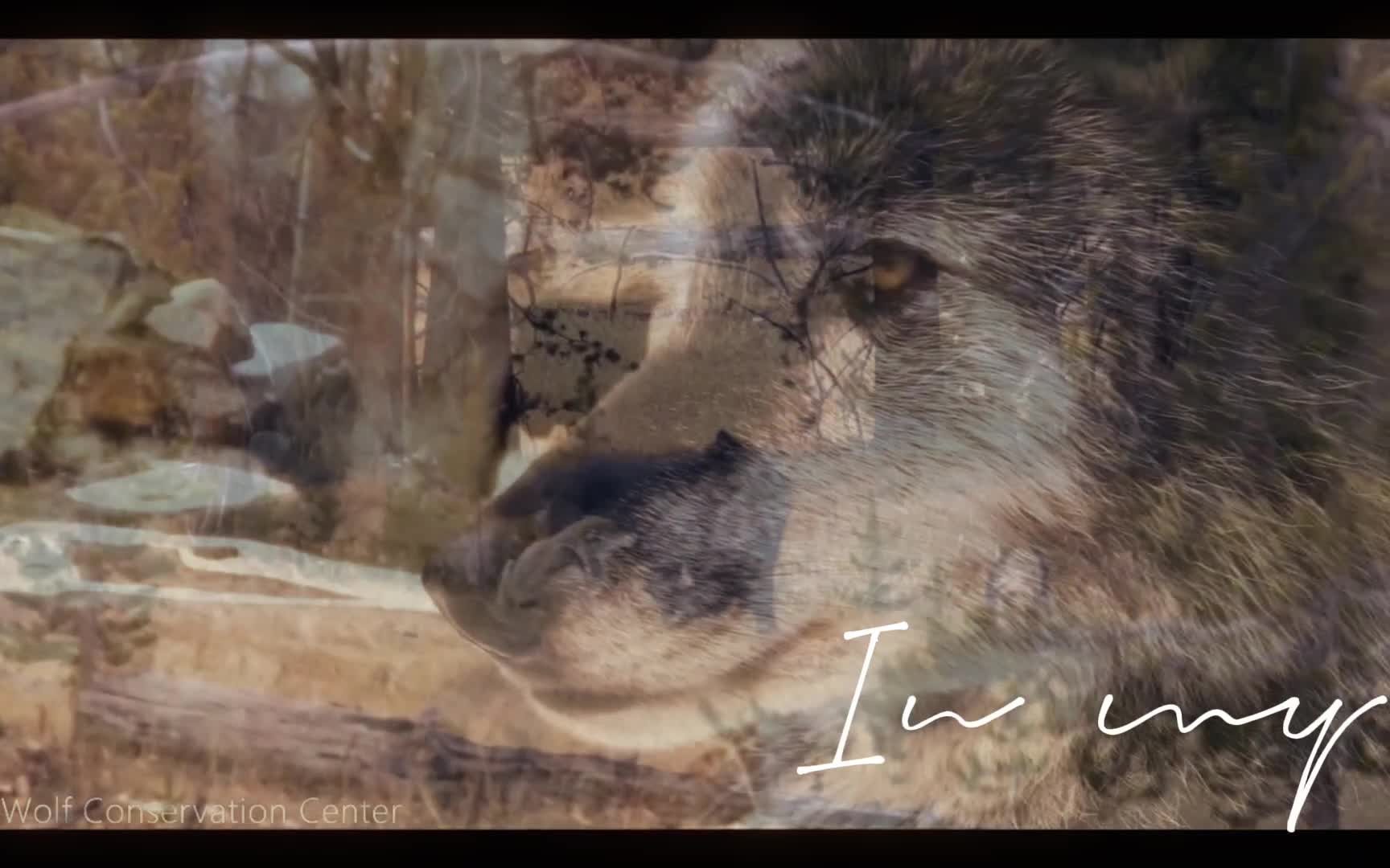 Wolf video Wolf video