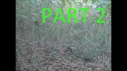 Exploring in a Forest! Part 2/2