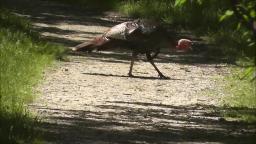 A WILD TURKEY VIDEO