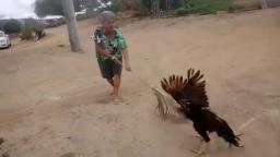 Grandma VS Rooster LOL