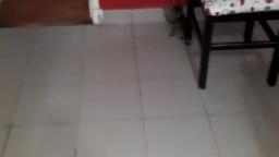 Jugando con mi gato