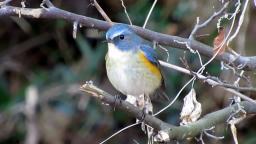 Orange-flanked bush-robin🐦