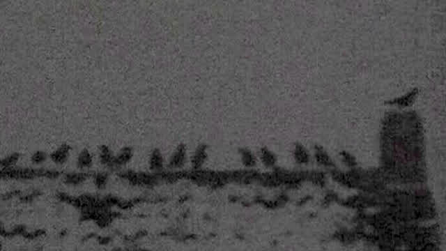 Mystic birds Mystic birds