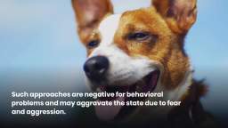 Dog’s Destructive Behavior (Symptoms, Causes, and Treatments)