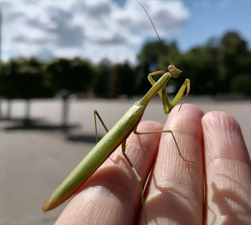 Mantis attack.