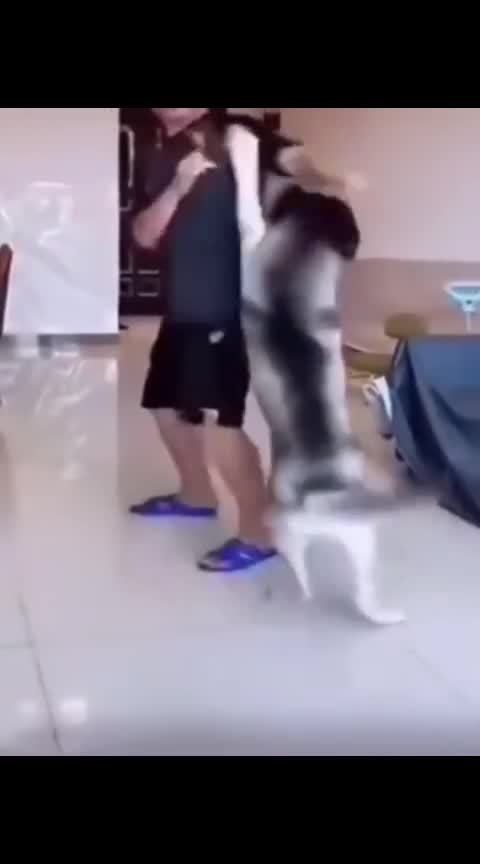 dog fart prank