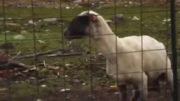 Cabra Gritona (Screaming Goat)