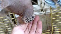 Yoschi,our amazing Jay 🐦