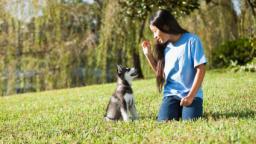 10 Pointers to Assist You with Puppy Training
