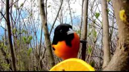 The vividly colored oriole loves his orange treats