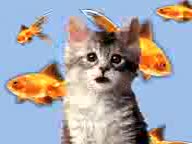 chav cat talking shit FUNNY chav cat talking shit FUNNY