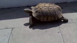 Yurtle the Turtle Live Action