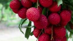 Three miraculous benefits of eating litchi
