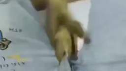 chinese penis turtle