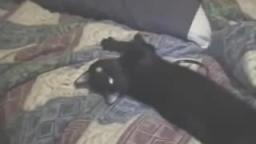 Talking Kitty Cat 1 - Wake up kitty!