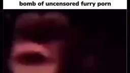 FurryPorn.zip