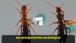 Bee control Pittsburgh - Spectrum Pest Control (412) 532-1380