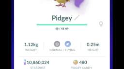 Pokémon GO-Shadow Pidgey