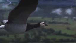 On Gentle Wings Through The Air