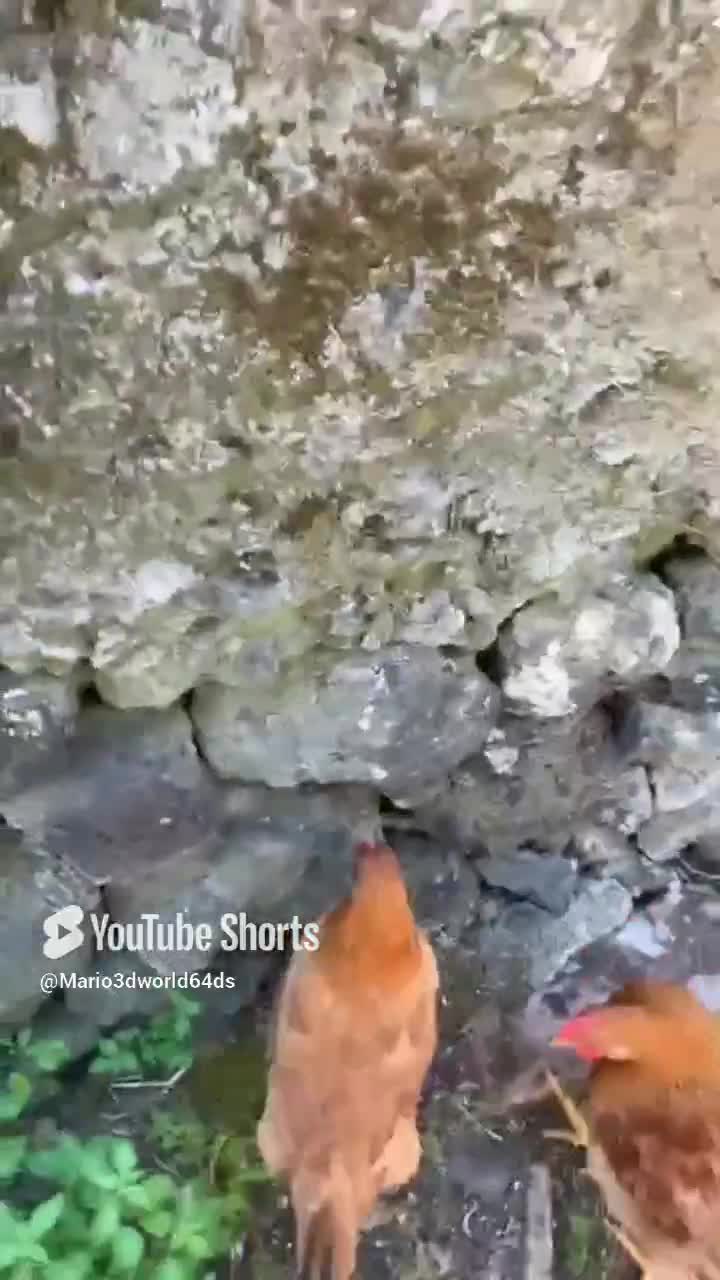 My chicks 2