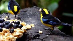 Blue-winged Mountain-Tanager 🐦
