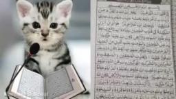 arabic cat