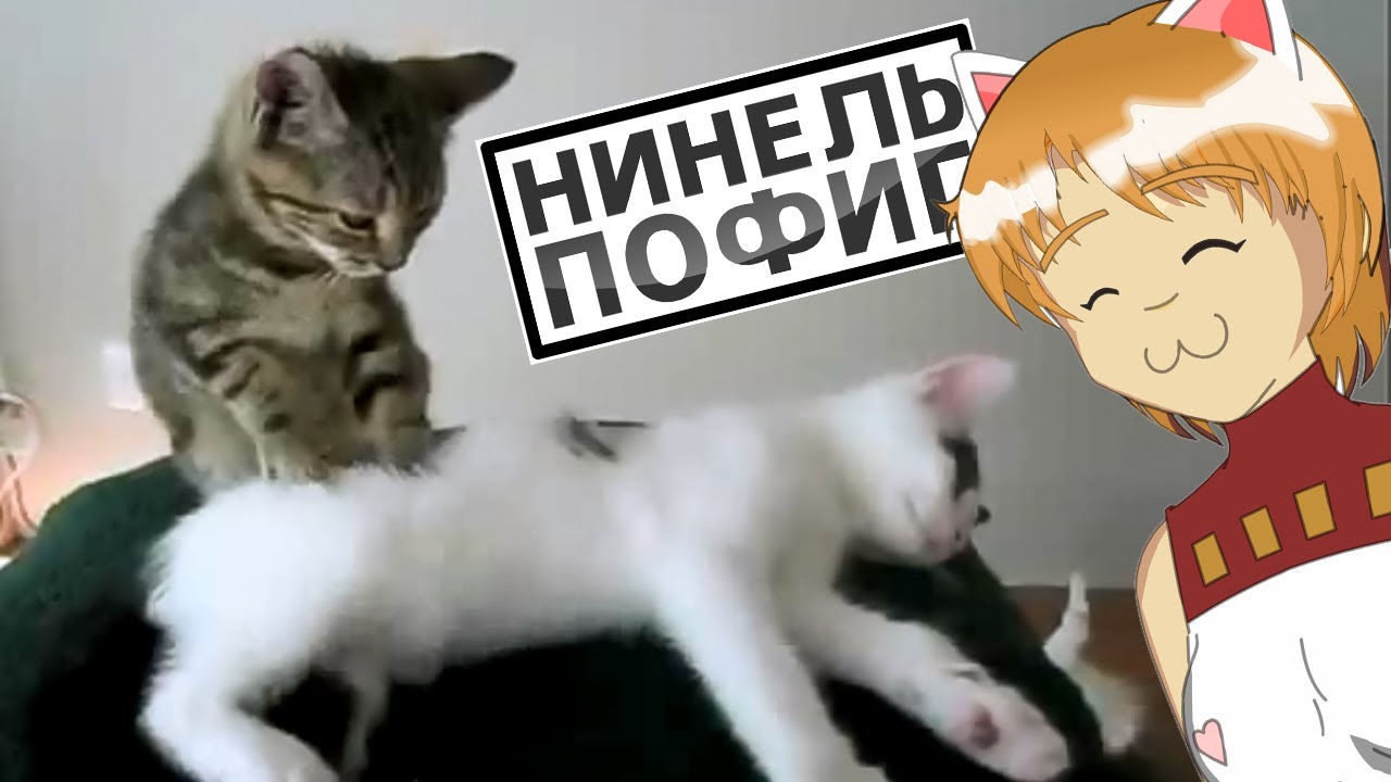 Нинель Пофиг - Кошаки ваще Котята :3