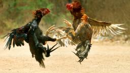 Pelea de gallos (Video Prueba)