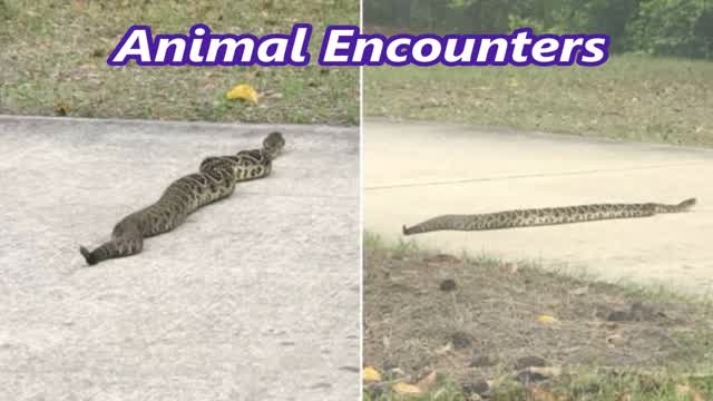 Anthony Giarrusso Animal Encounters  Episode 5
