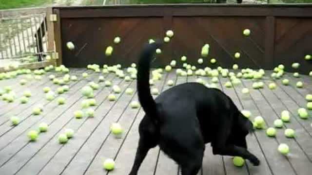 Dog's dream comes true!