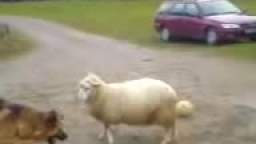 Dog VS Sheep