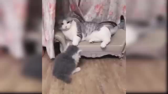 Funniest cats! 2