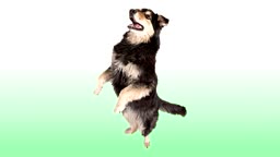 dogdog.mp3